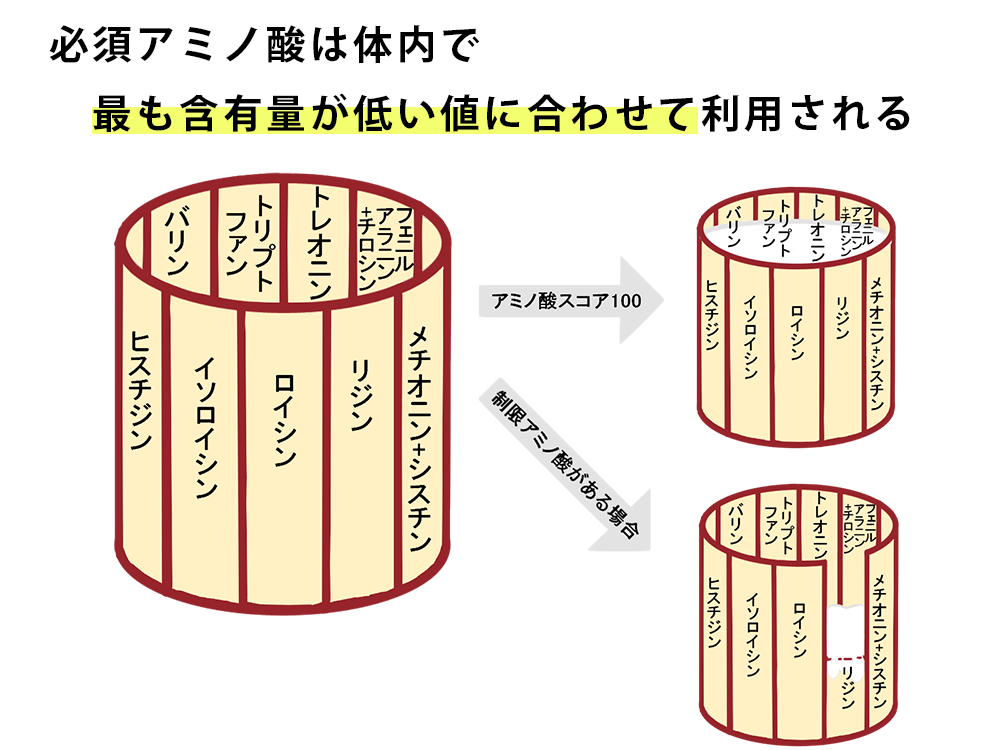 アミノ酸スコアとは